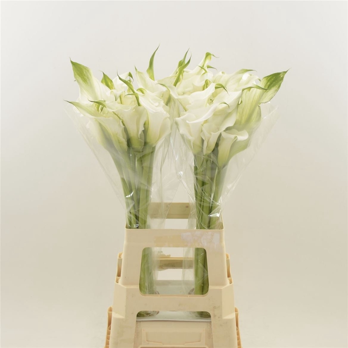 <h4>Calla White Mambo | Dubbelbloemig</h4>