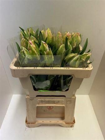 <h4>Tu Pa Zambesi</h4>