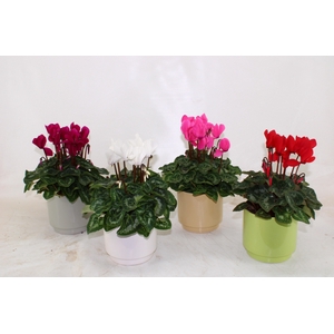 Cyclamen in gekleurd Emma keramiek