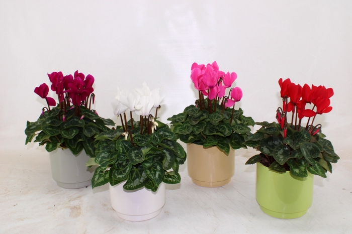 <h4>Cyclamen in gekleurd Emma keramiek</h4>