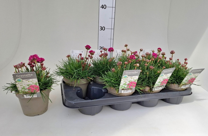 <h4>ARMERIA MARITIMA</h4>