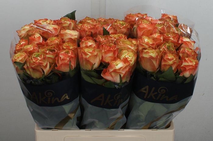 <h4>R Gr Karma-bb</h4>