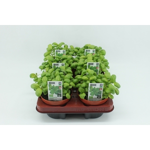 BKH groente 50830 bio Basilicum