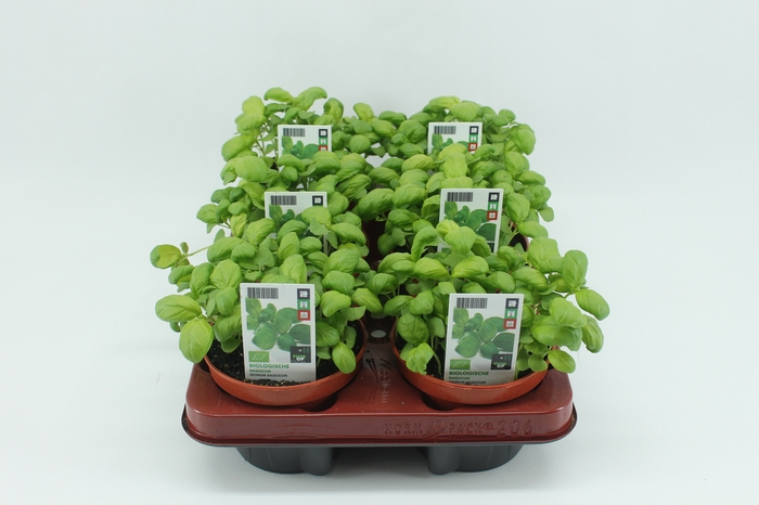<h4>BKH groente 50830 bio Basilicum</h4>