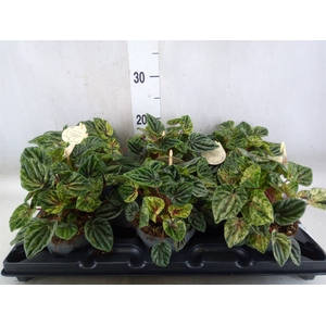 Peperomia
