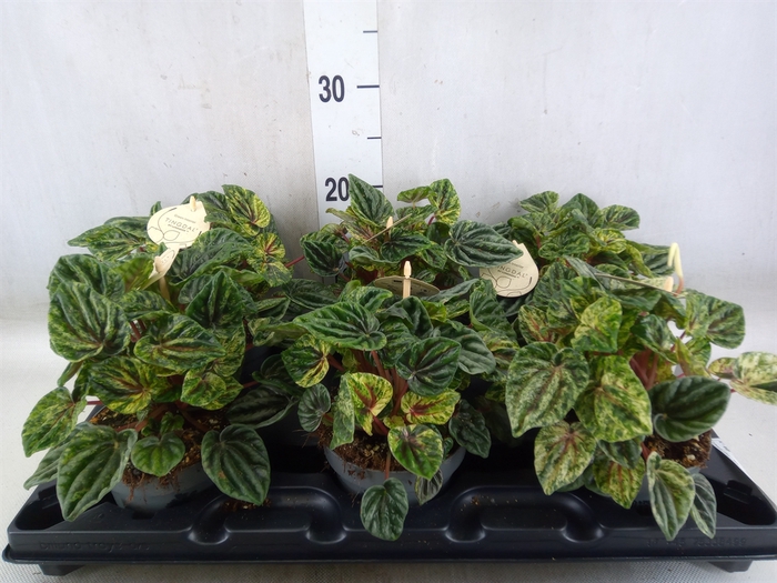 <h4>Peperomia</h4>