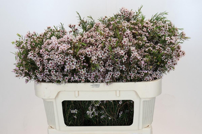 <h4>Chame un Dori</h4>