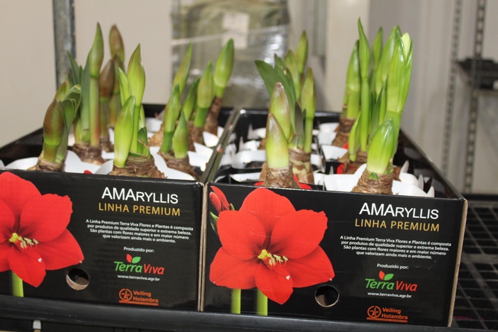 <h4>AMARYLLIS P14 MIN 2 HT</h4>