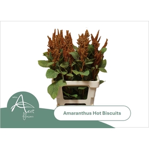 AMAR CR HOT BISCUITS