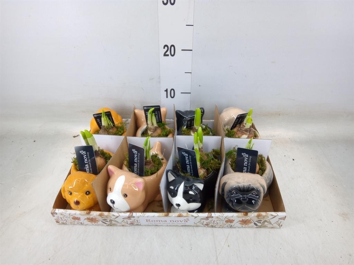 <h4>Arr. Narcissus</h4>