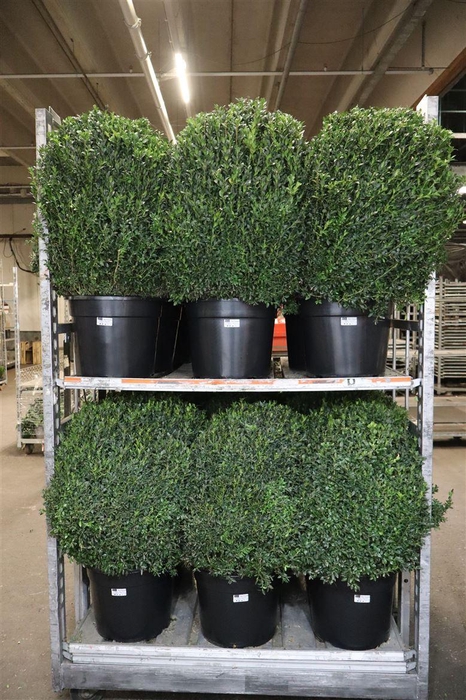 <h4>Buxu Sempervirens</h4>