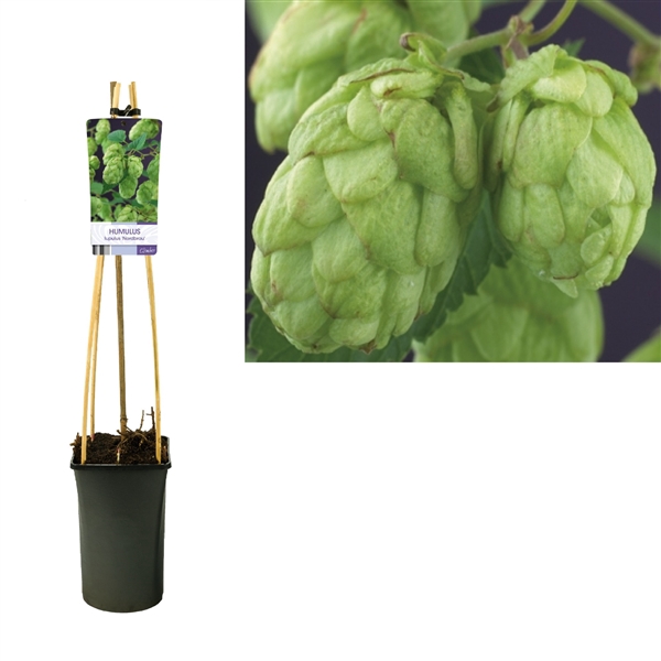 <h4>Humulus lupulus 'Nordbrau' +light label</h4>