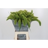 Setaria Italica Volle Melk