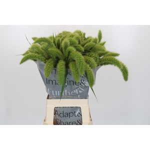 Setaria Italica Volle Melk