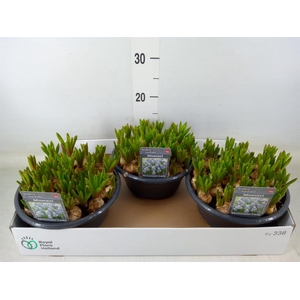 Muscari  'Mountain Lady'