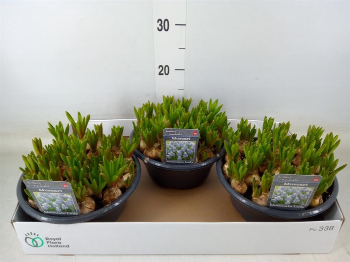 <h4>Muscari 'Mountain Lady'</h4>