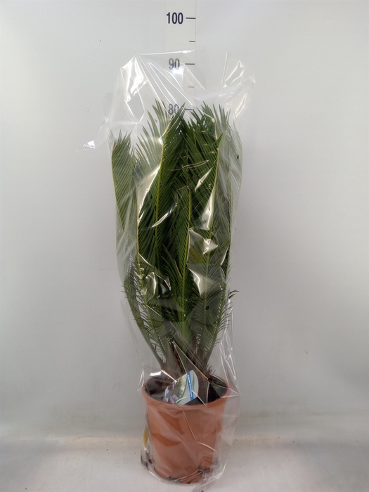 <h4>Cycas revoluta</h4>