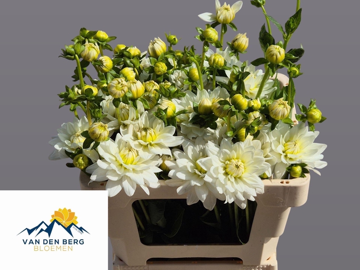 <h4>DAHLIA KARMA MAARTEN ZWAAN</h4>