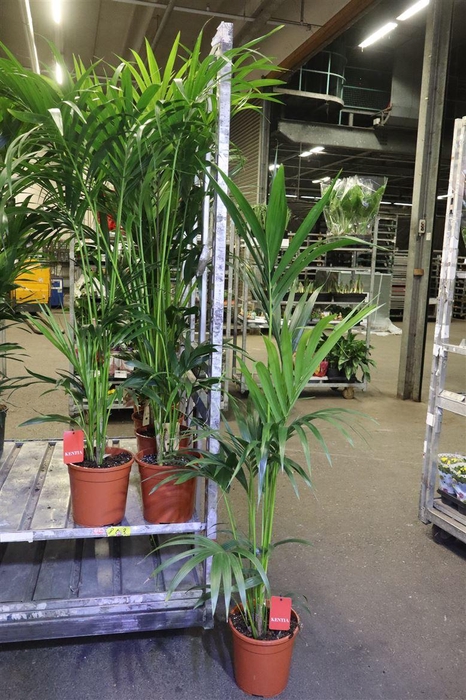 <h4>arr8 Howea Forsteriana</h4>