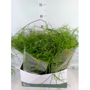Rhipsalis   ...