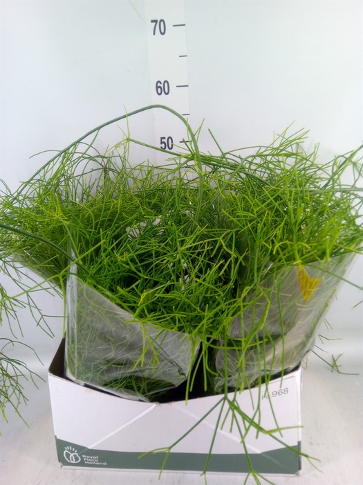 <h4>Rhipsalis   ...</h4>