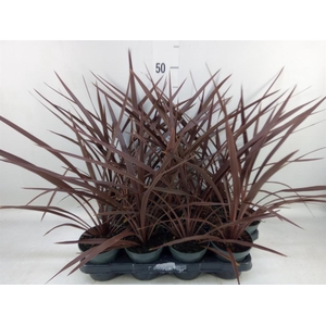 Cordyline austr. 'Red Star'