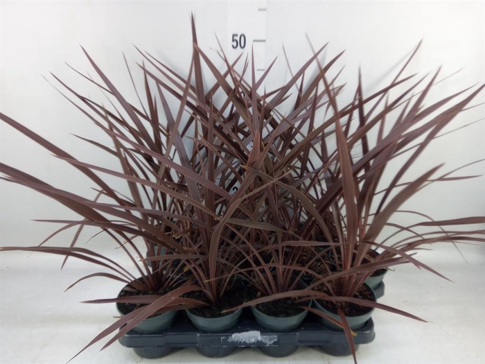 <h4>Cordyline austr. 'Red Star'</h4>