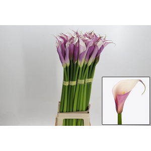 ZANT AE EYD PURP WHI