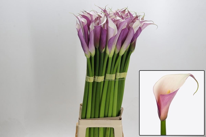 <h4>ZANT AE EYD PURP WHI</h4>