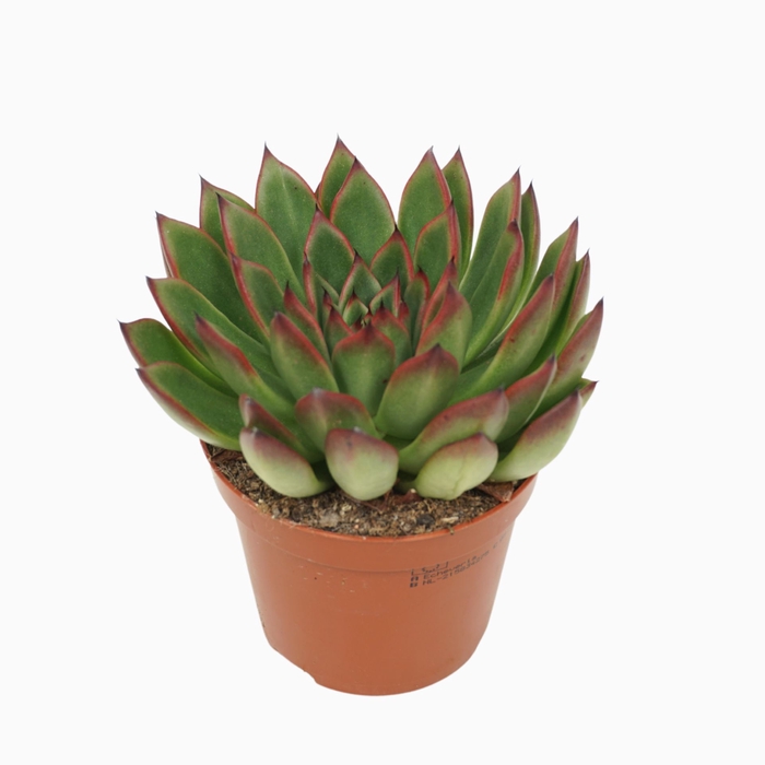<h4>Echeveria agavoides</h4>