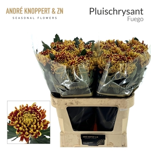 CHRYSANTHEMUM PL 'FUEGO'