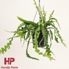 Epiphyllum anguliger