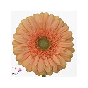 Gerbera diamond pre-extase