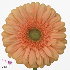 <h4>Gerbera diamond pre-extase</h4>