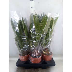 Cycas revoluta