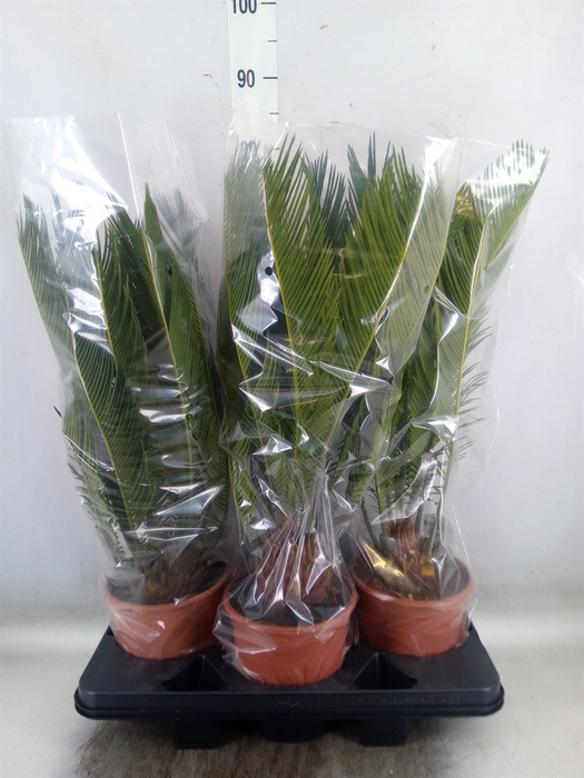 <h4>Cycas revoluta</h4>