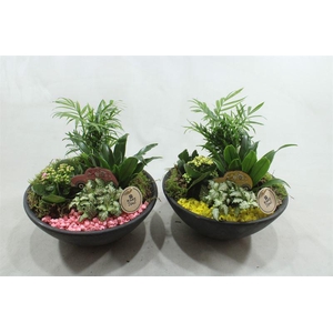 0392 EBBI INDOOR ROZE/GEEL