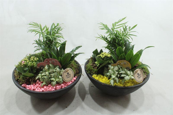 <h4>0392 EBBI INDOOR ROZE/GEEL</h4>