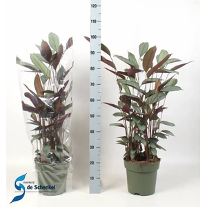 Ctenathe setosa Compactstar 24Ø 120cm