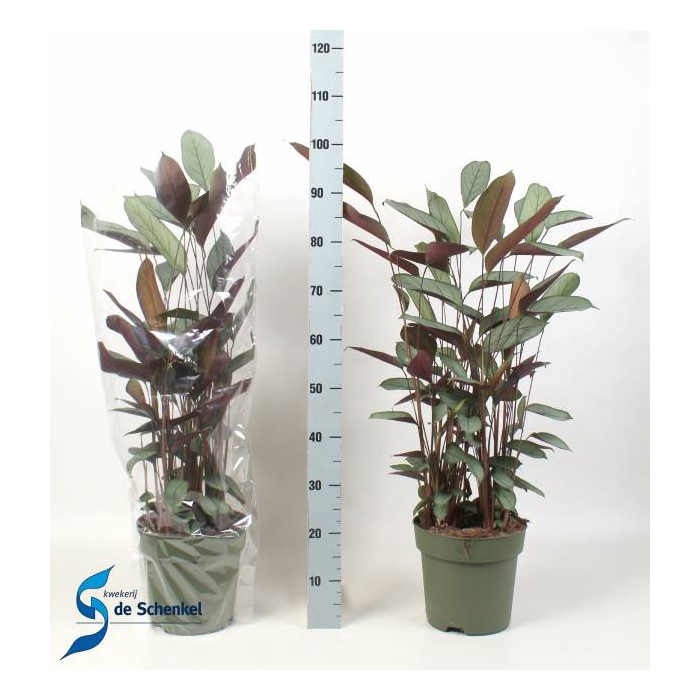 <h4>Ctenathe setosa Compactstar 24Ø 120cm</h4>