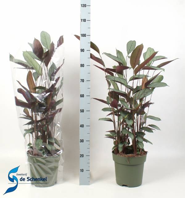 Ctenathe setosa Compactstar 24Ø 120cm