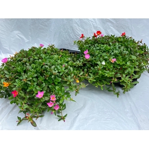 PORTULACA