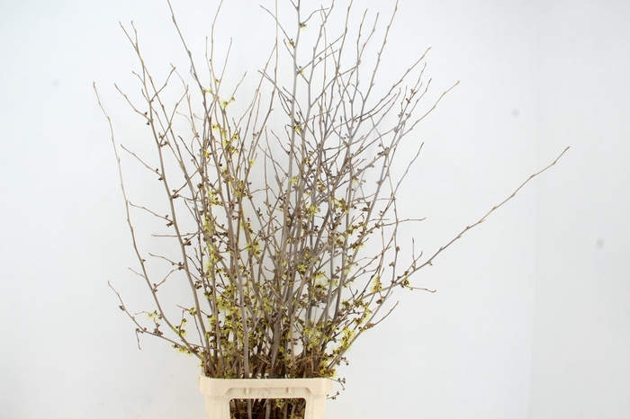 <h4>HAMA PALLIDA 160CM</h4>