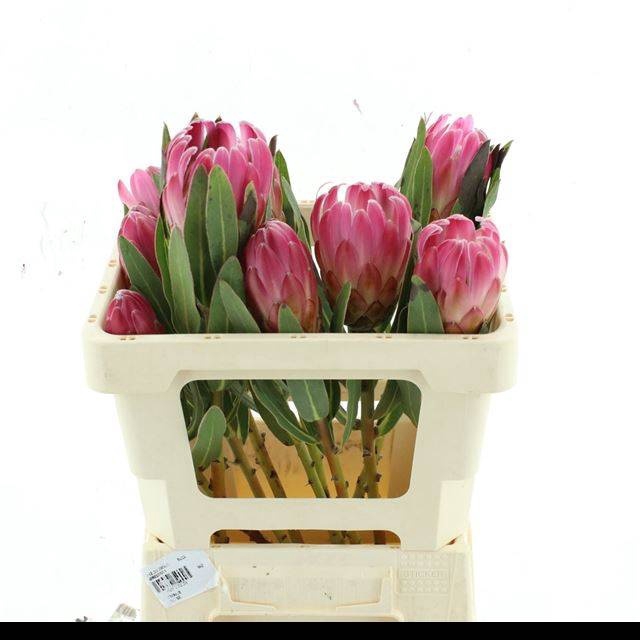 <h4>PROTEA BRENDA</h4>
