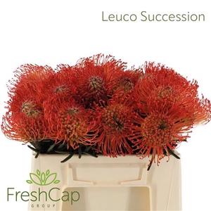 Leuco Succession