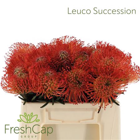 <h4>Leuco Succession</h4>