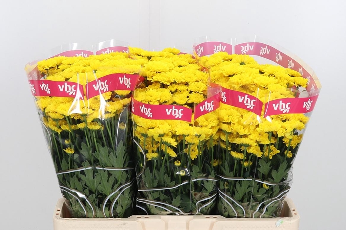 <h4>Chr S Aaa Skippy</h4>