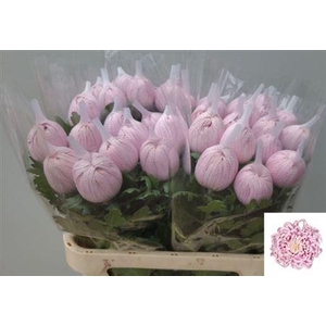 CHR G VIENNA PINK