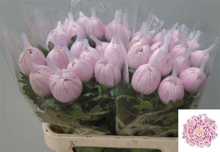 <h4>CHR G VIENNA PINK</h4>