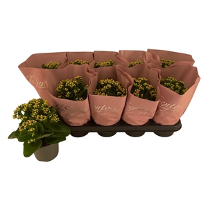 KAL GE PERFECTA ROSA